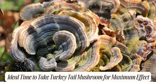 best time to take turkey tail mushroom