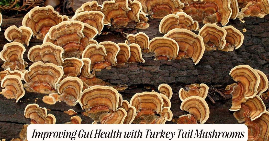 turkey tail for gut health