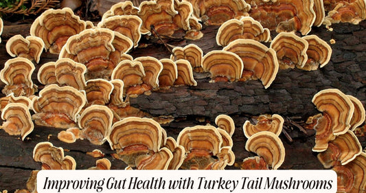 turkey tail for gut health