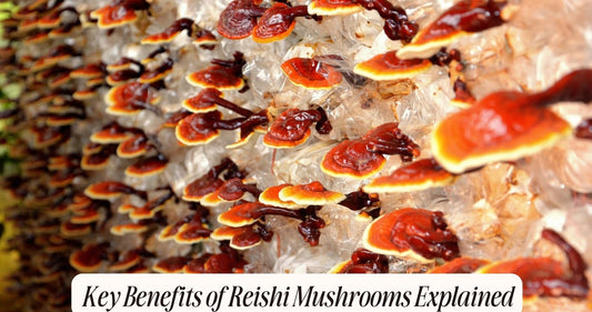 what are the benefits of reishi mushrooms