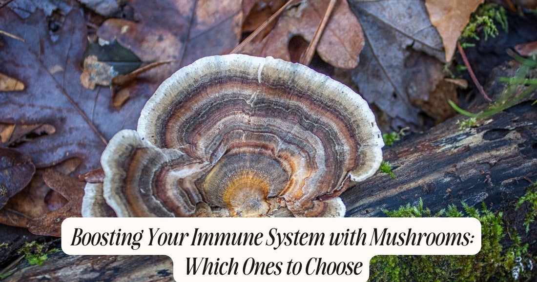 are mushrooms good for your immune system