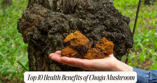10 health benefits of chaga mushroom