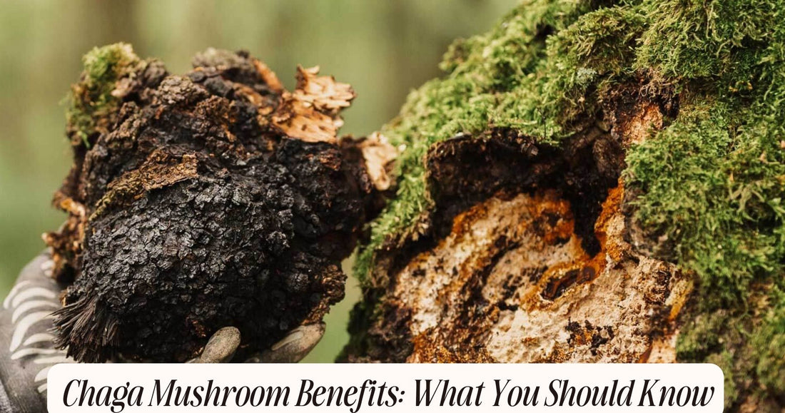 what is chaga mushroom good for