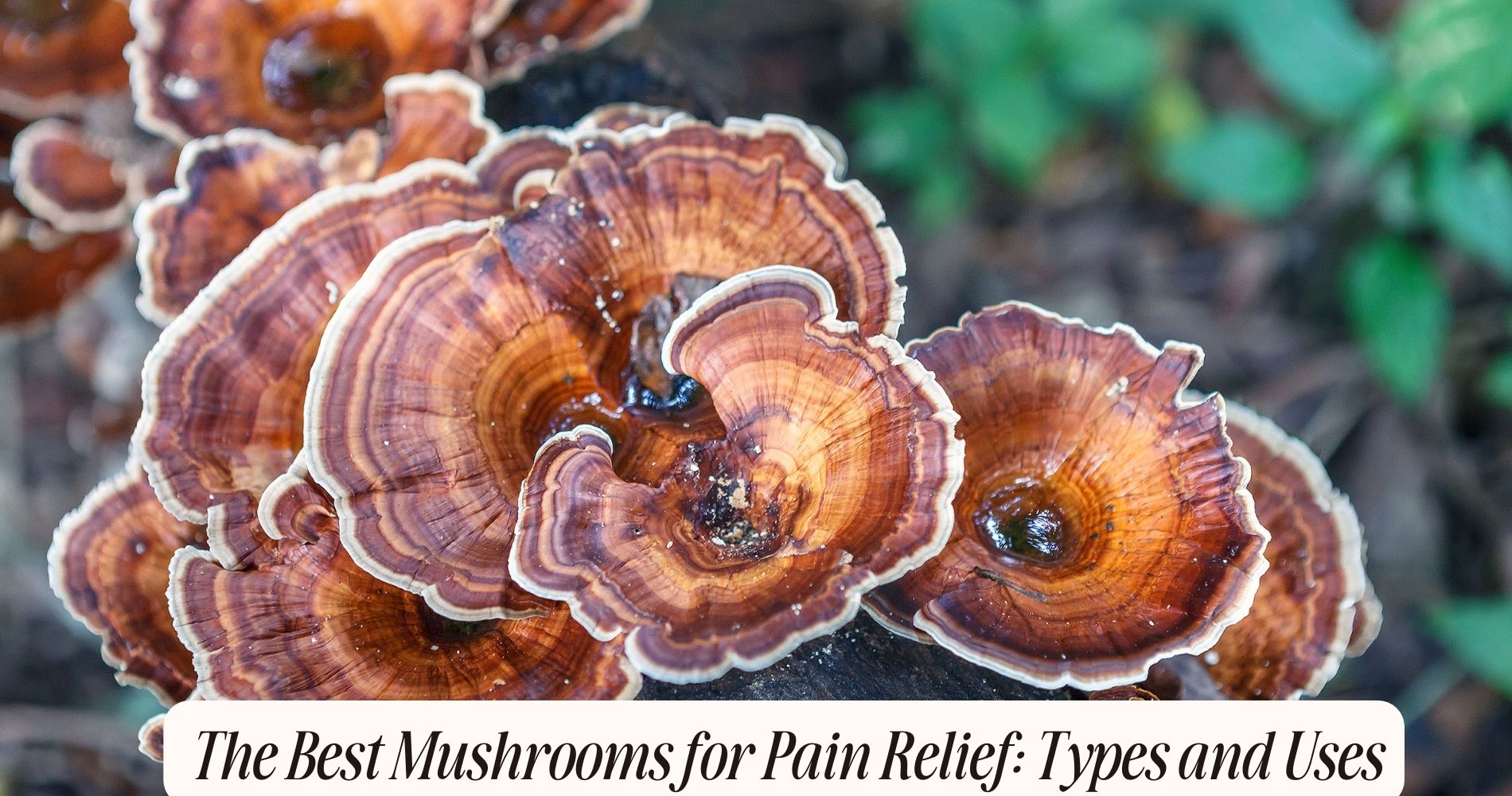 The Best Mushrooms for Pain Relief: Types and Uses – Well Gummies