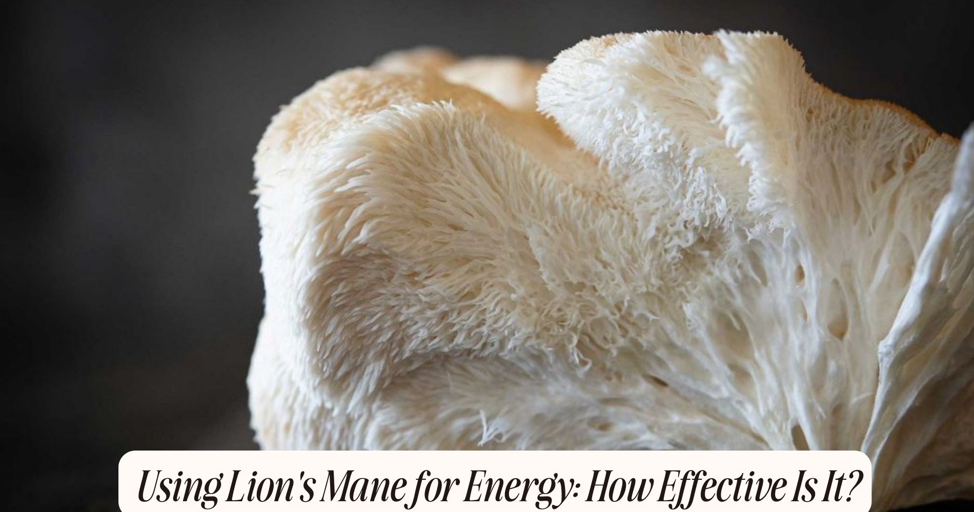 lion's mane for energy