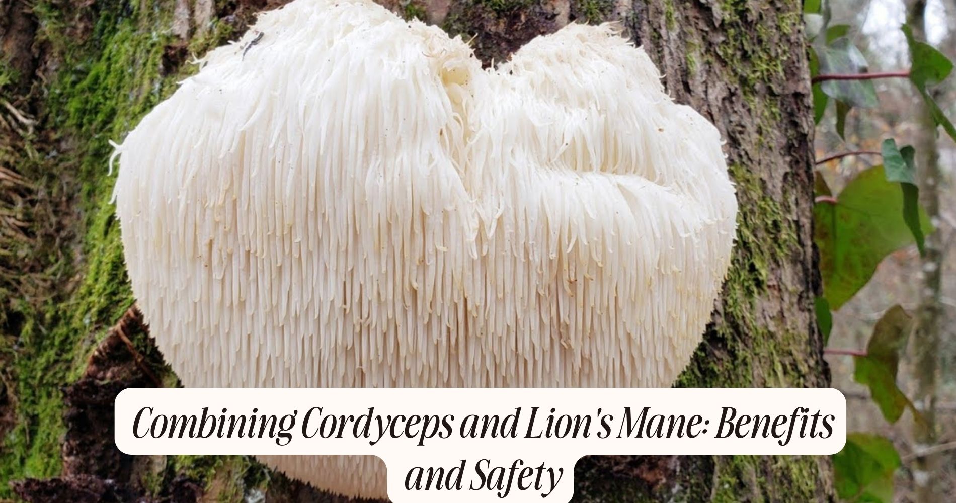 can you take cordyceps and lion's mane together