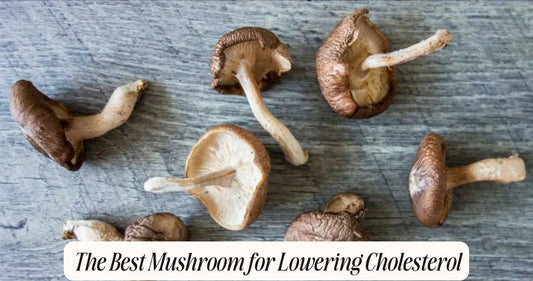 best mushroom to lower cholesterol