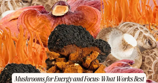 mushrooms for energy and focus