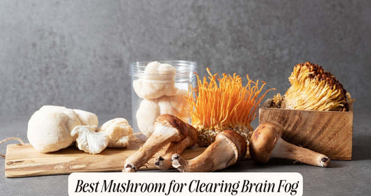 best mushroom for brain fog
