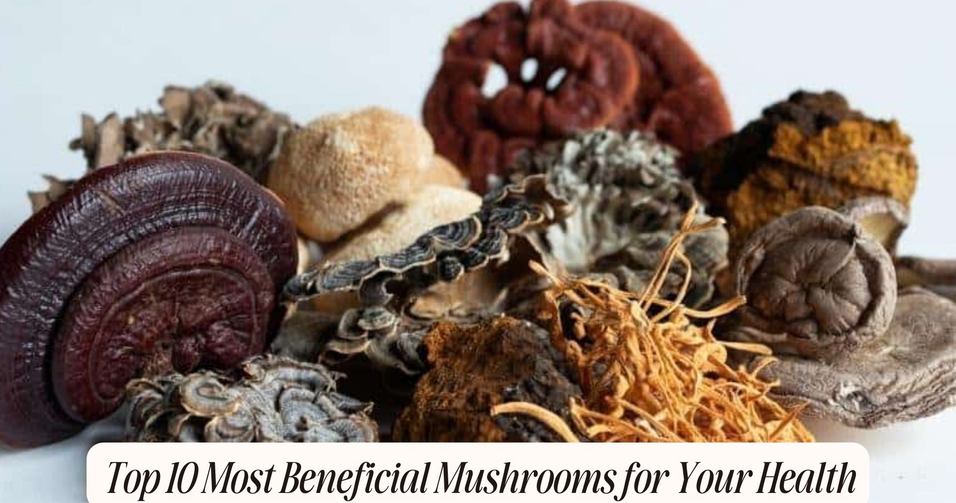 top 10 best mushrooms for health