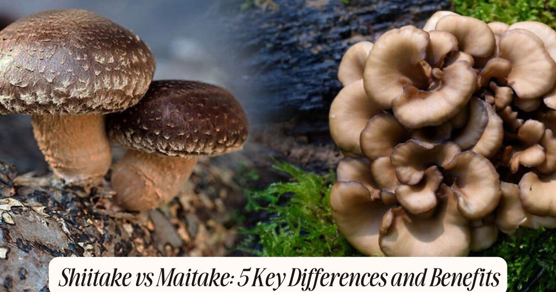 shiitake vs maitake