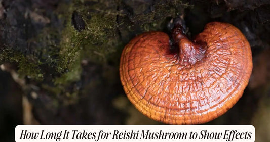 how long does it take for reishi mushroom to work