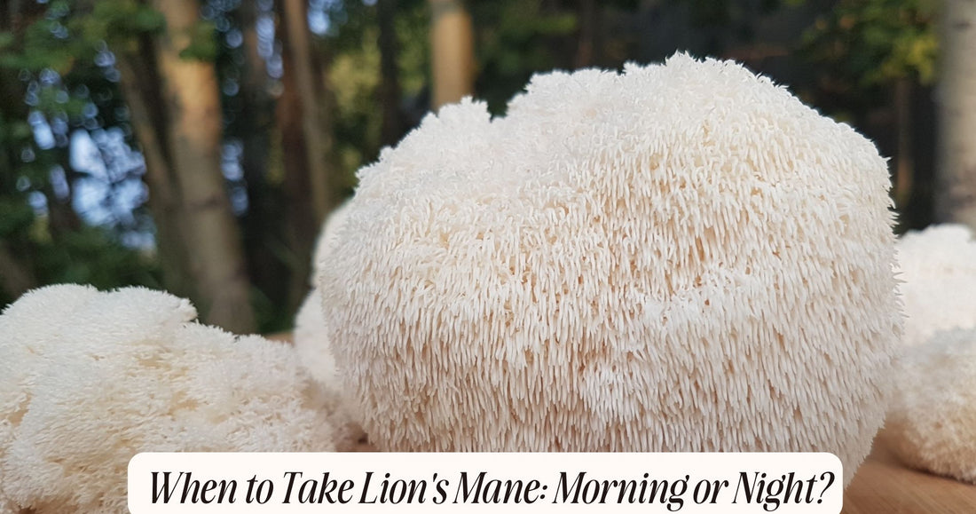 lion's mane morning or night