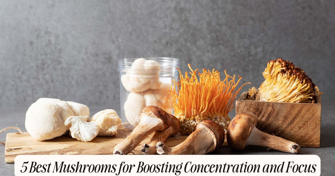 mushrooms for concentration