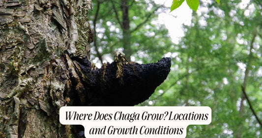 where does chaga grow