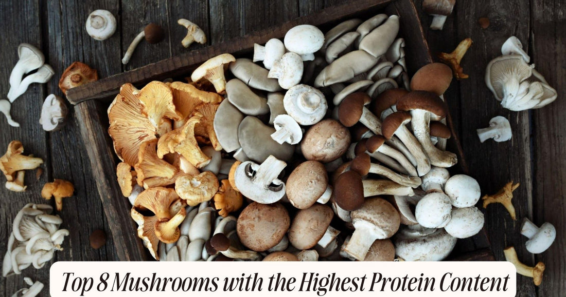 mushrooms with highest protein