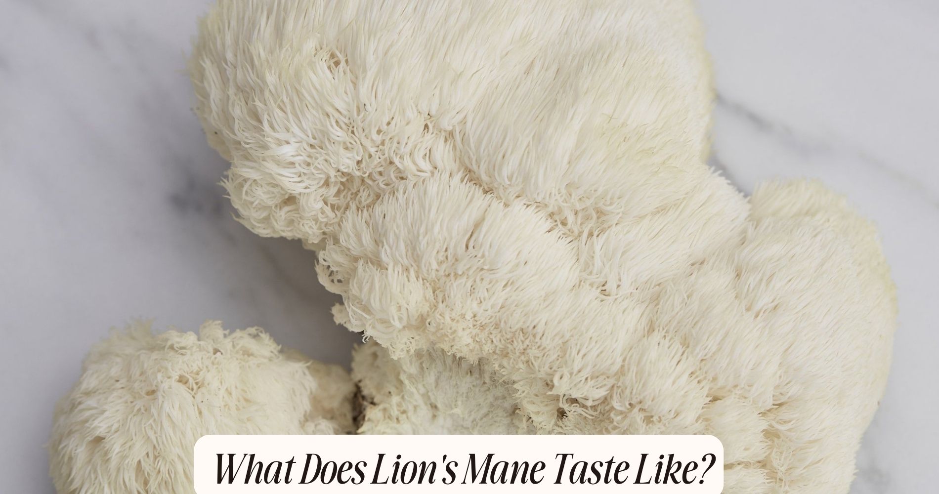 what does lions mane taste like
