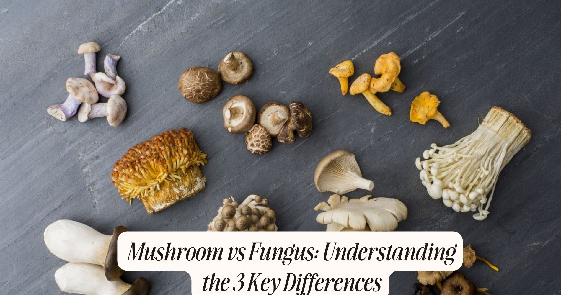 difference between mushroom and fungus