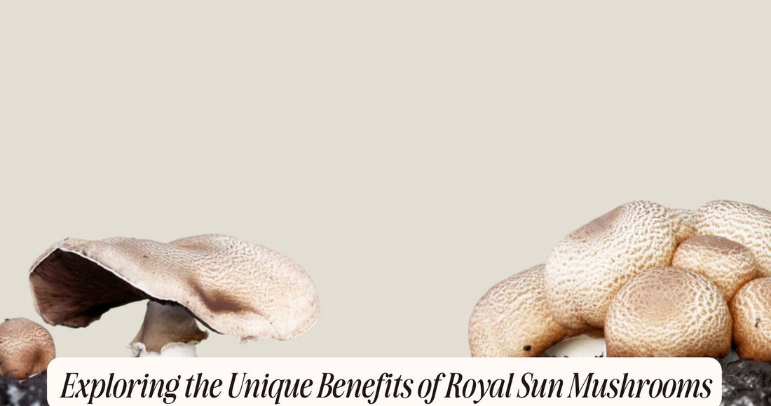 royal sun mushroom benefits