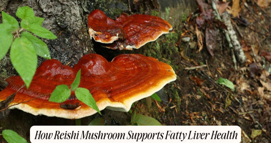 reishi mushroom for fatty liver