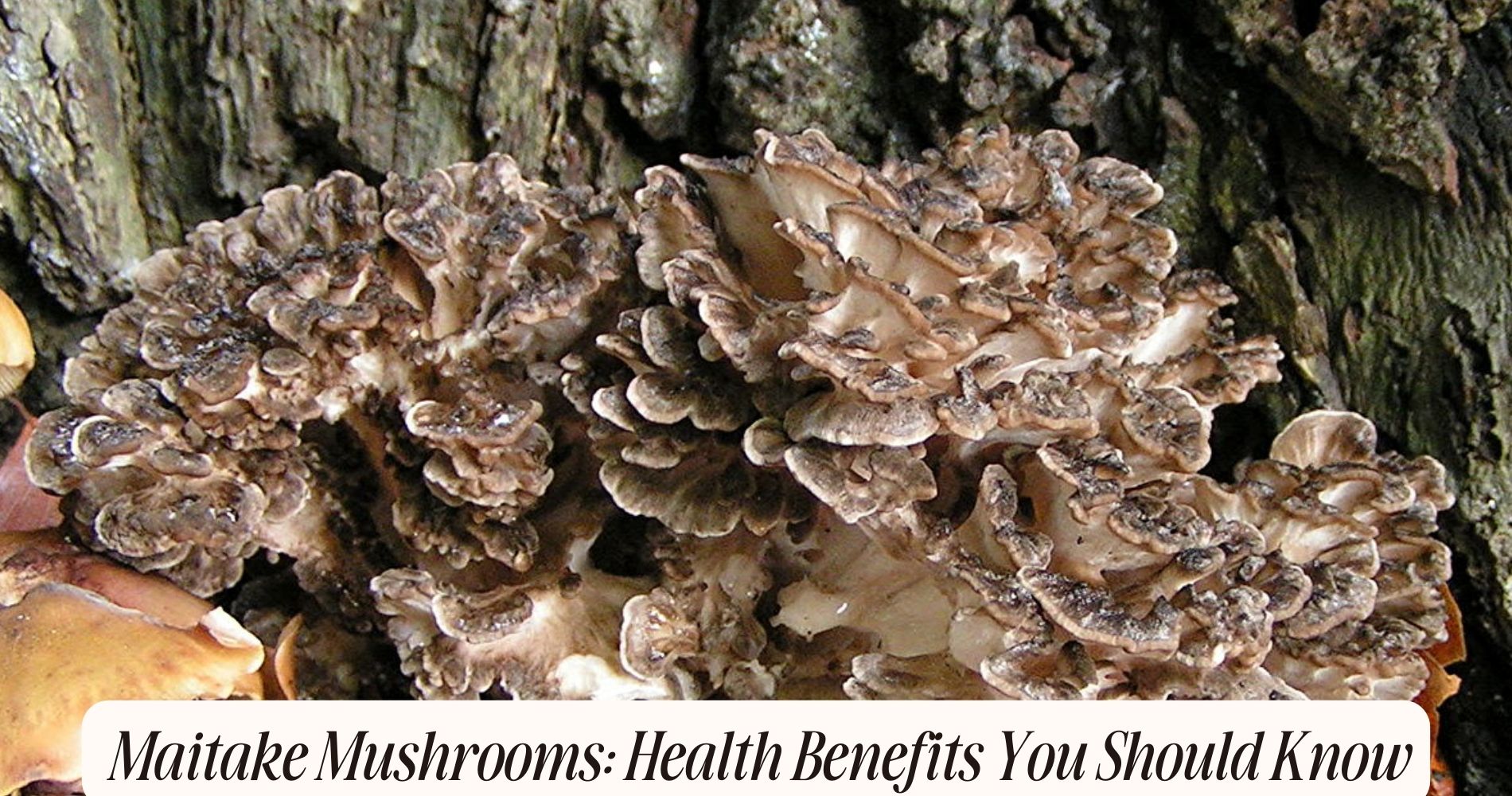 what are the benefits of maitake mushrooms