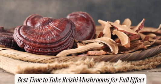 best time to take reishi