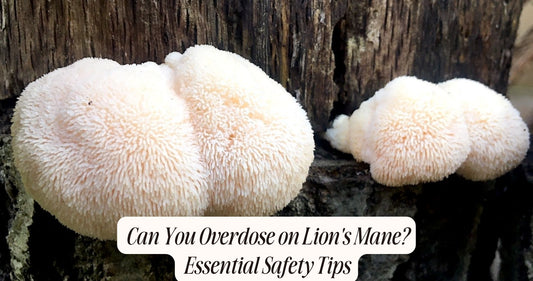 can you overdose on lion's mane