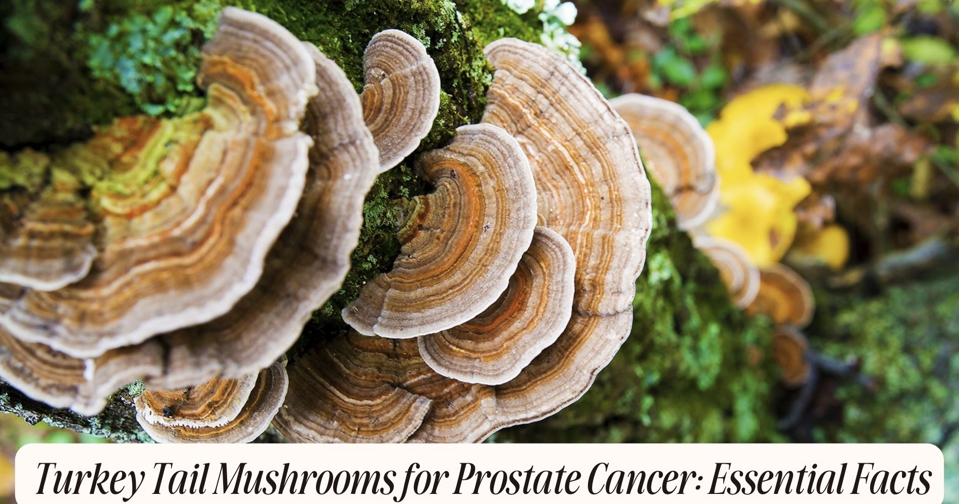 turkey tail mushrooms for prostate cancer