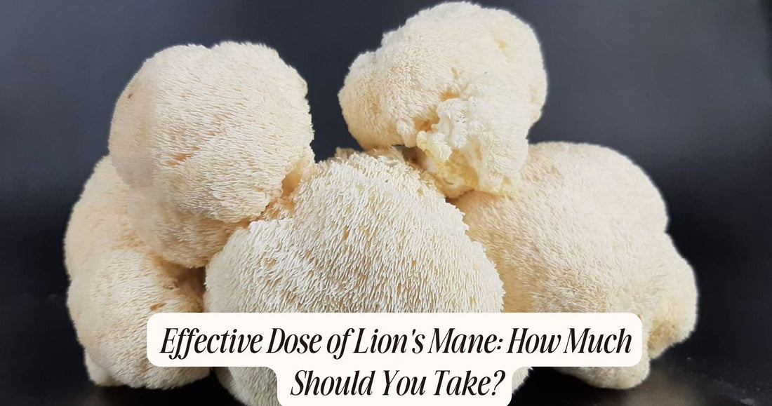 effective dose of lion's mane