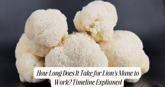 how long for lions mane to work