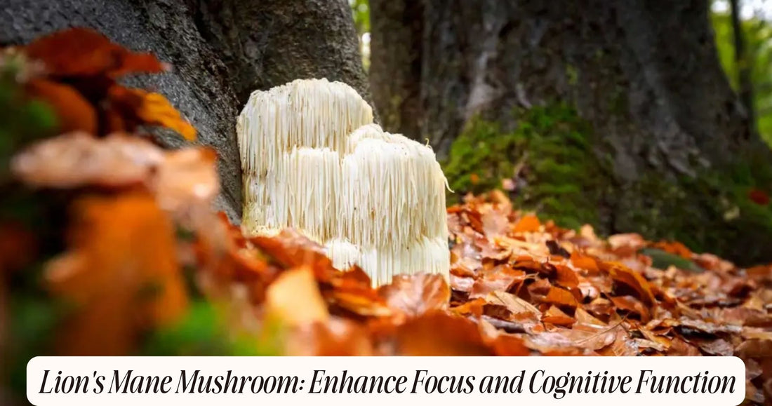 lion's mane mushroom for focus