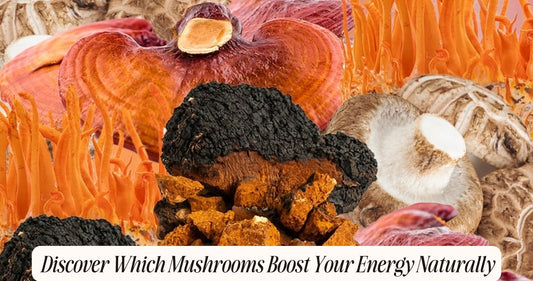 what mushrooms give you energy