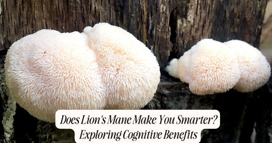 does lion's mane make you smarter