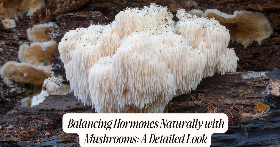 mushrooms for hormone balance