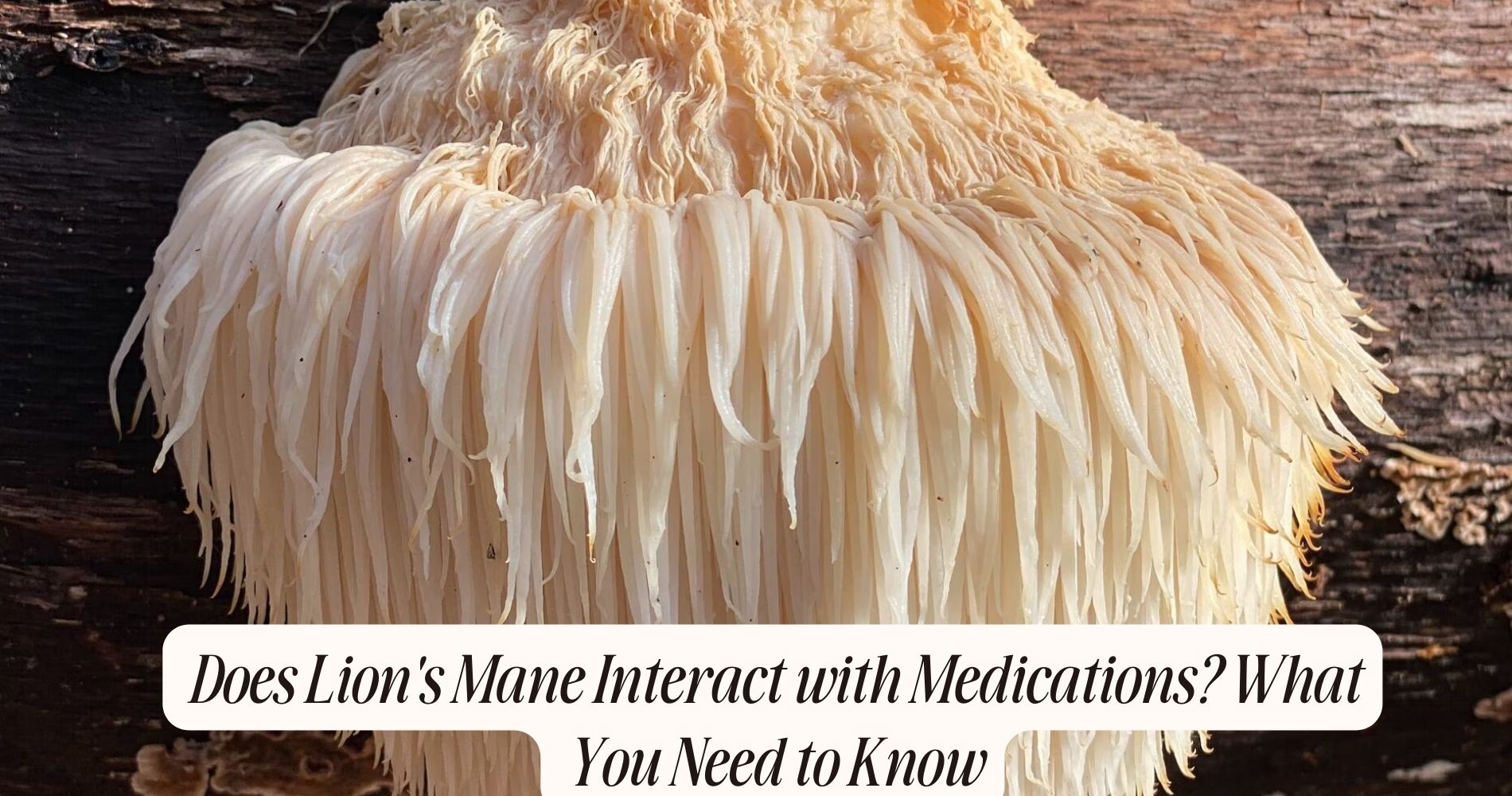 does lion's mane interact with medications