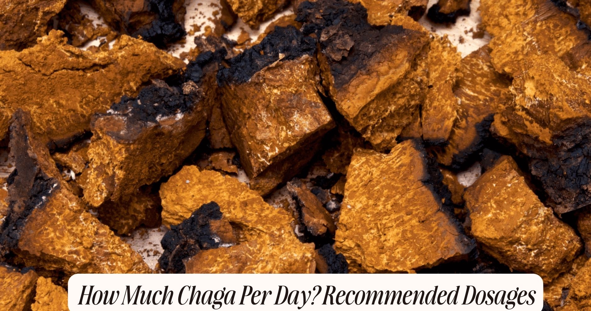 how much chaga per day