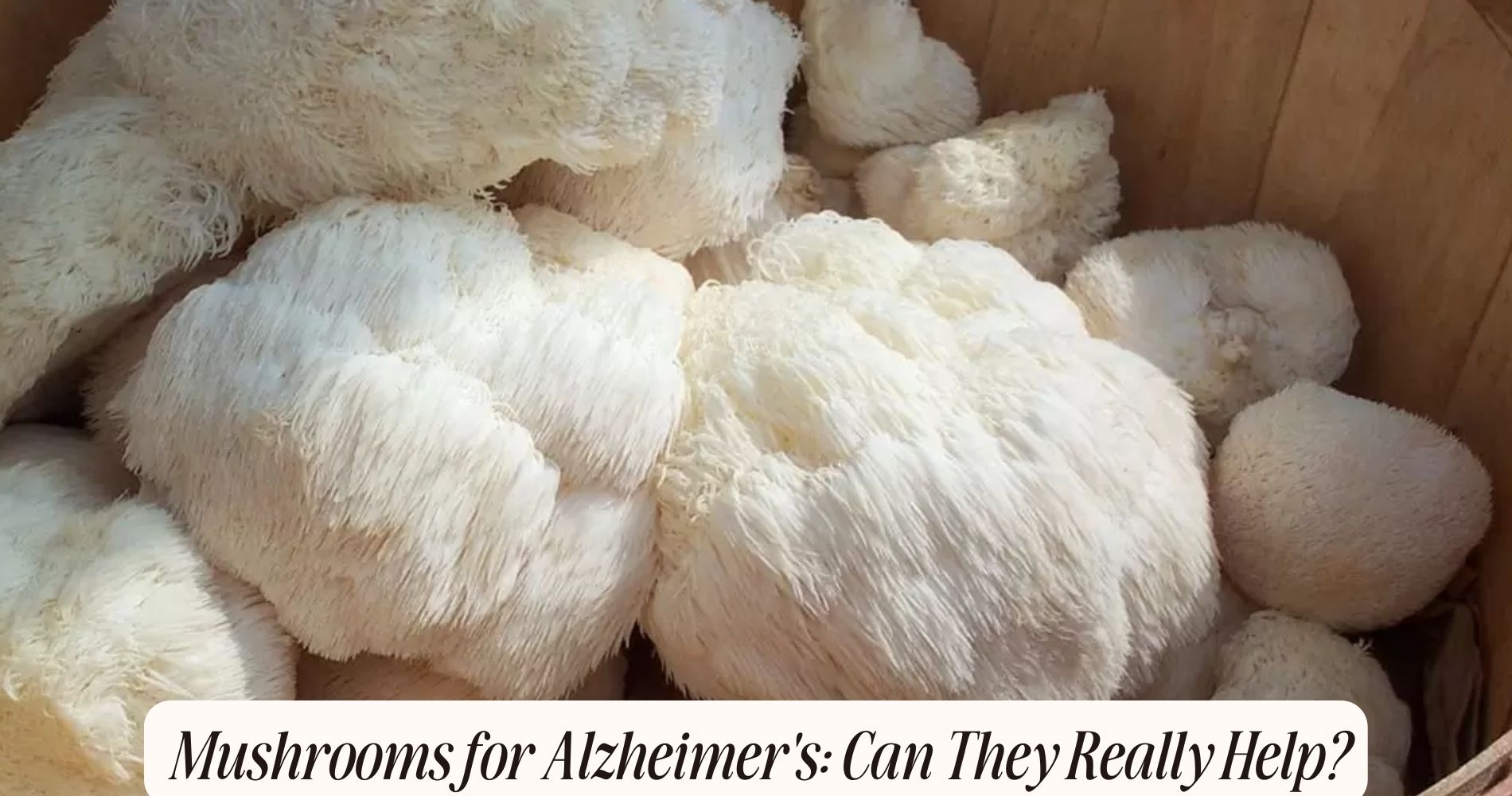 mushrooms for alzheimer's