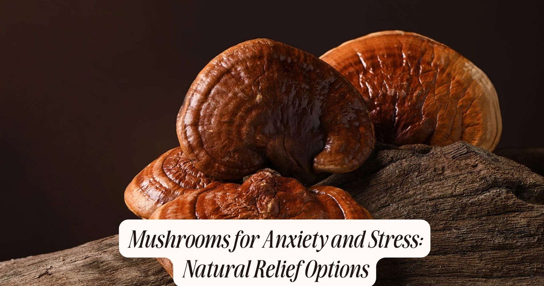 mushrooms for anxiety and stress