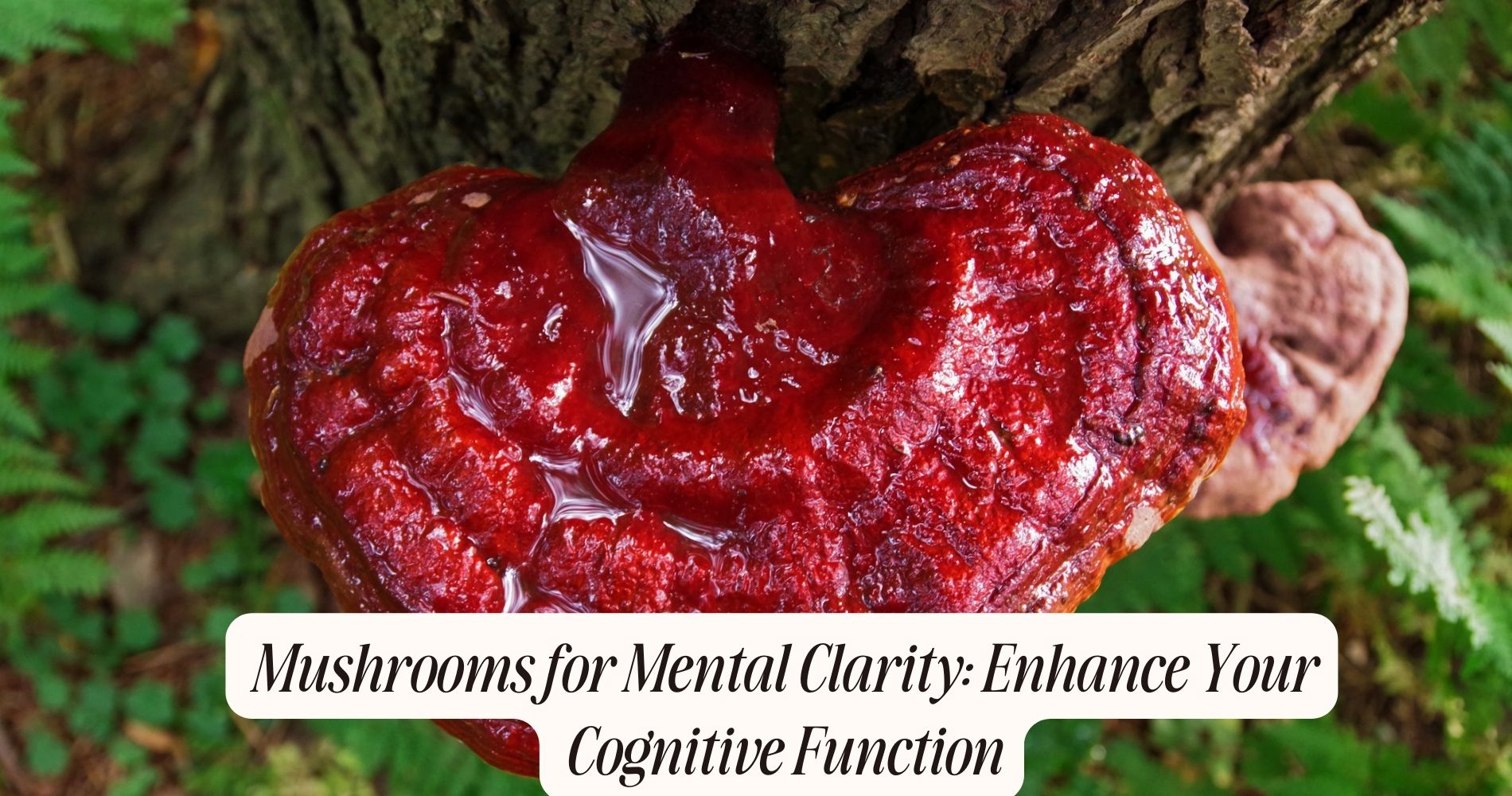 mushrooms for mental clarity