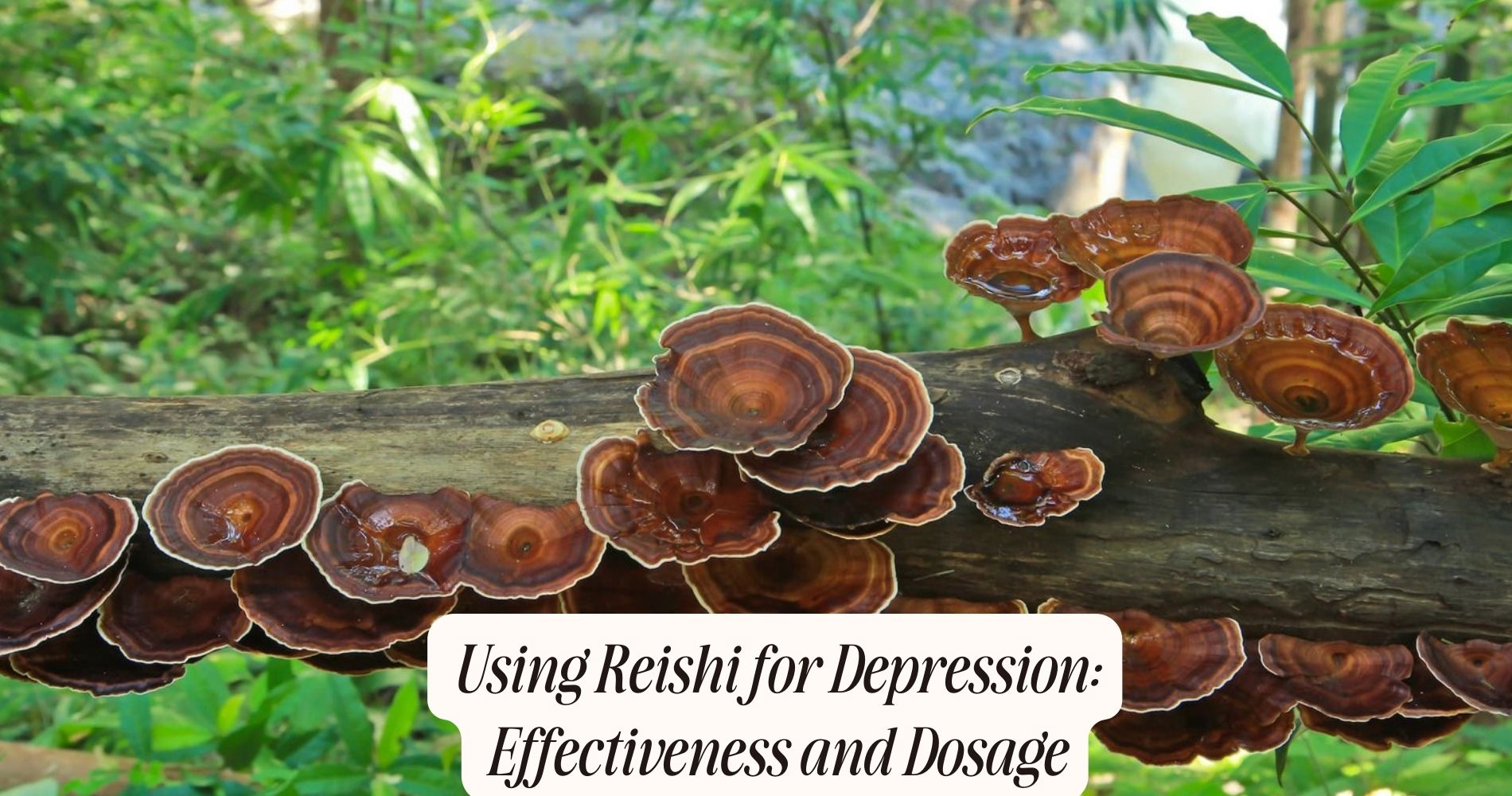reishi for depression