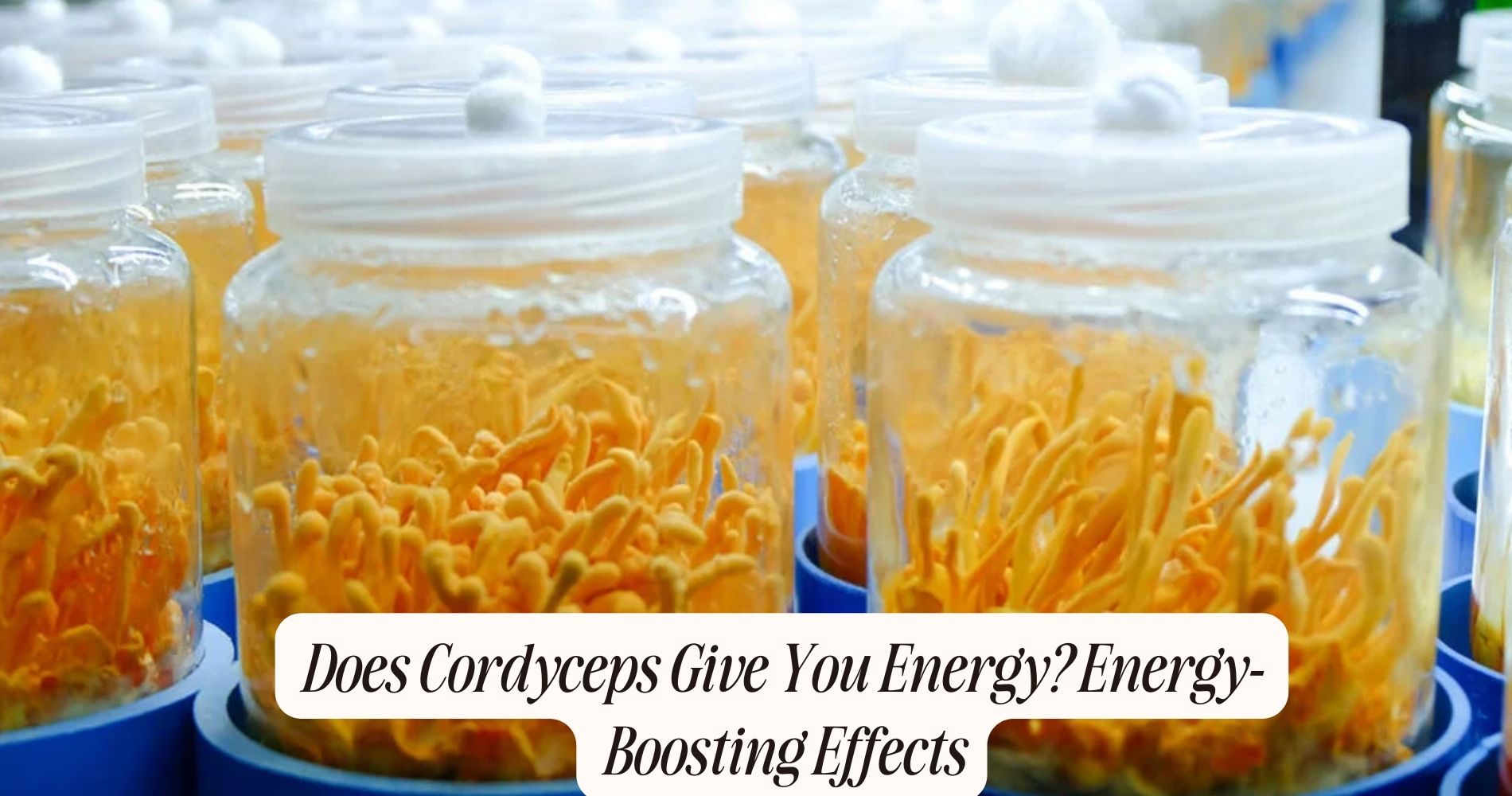 does cordyceps give you energy