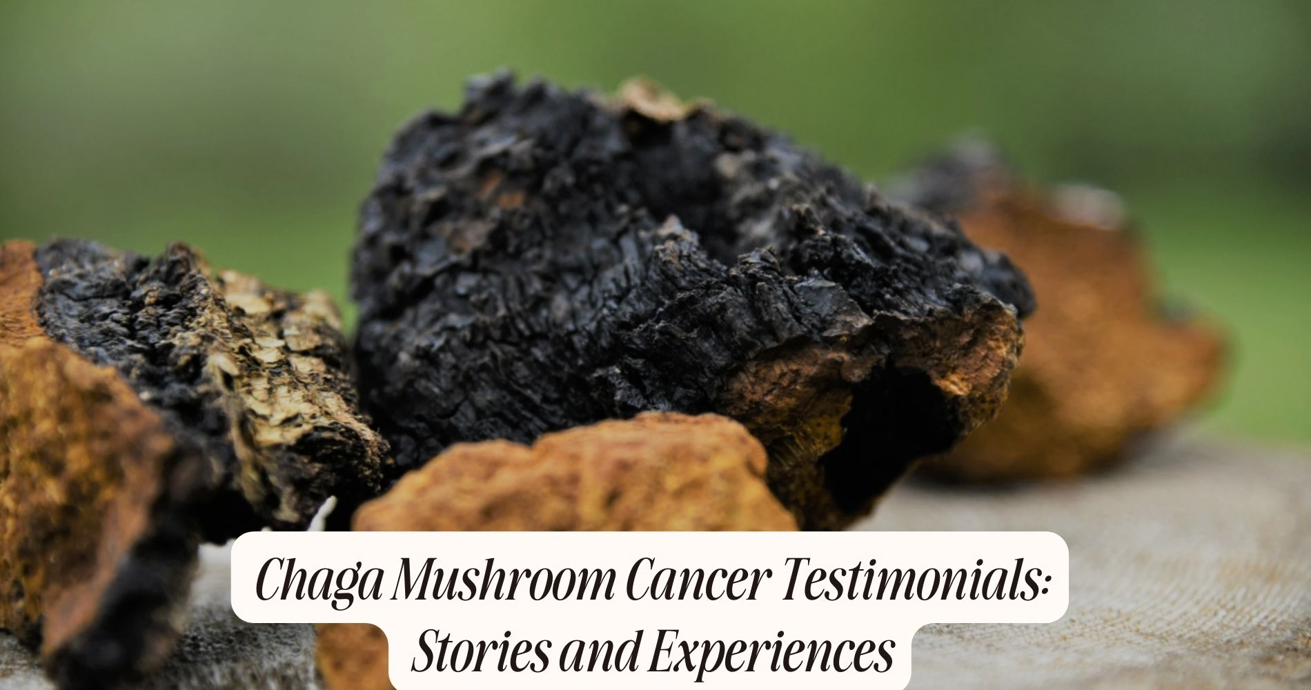 chaga mushroom cancer testimonials