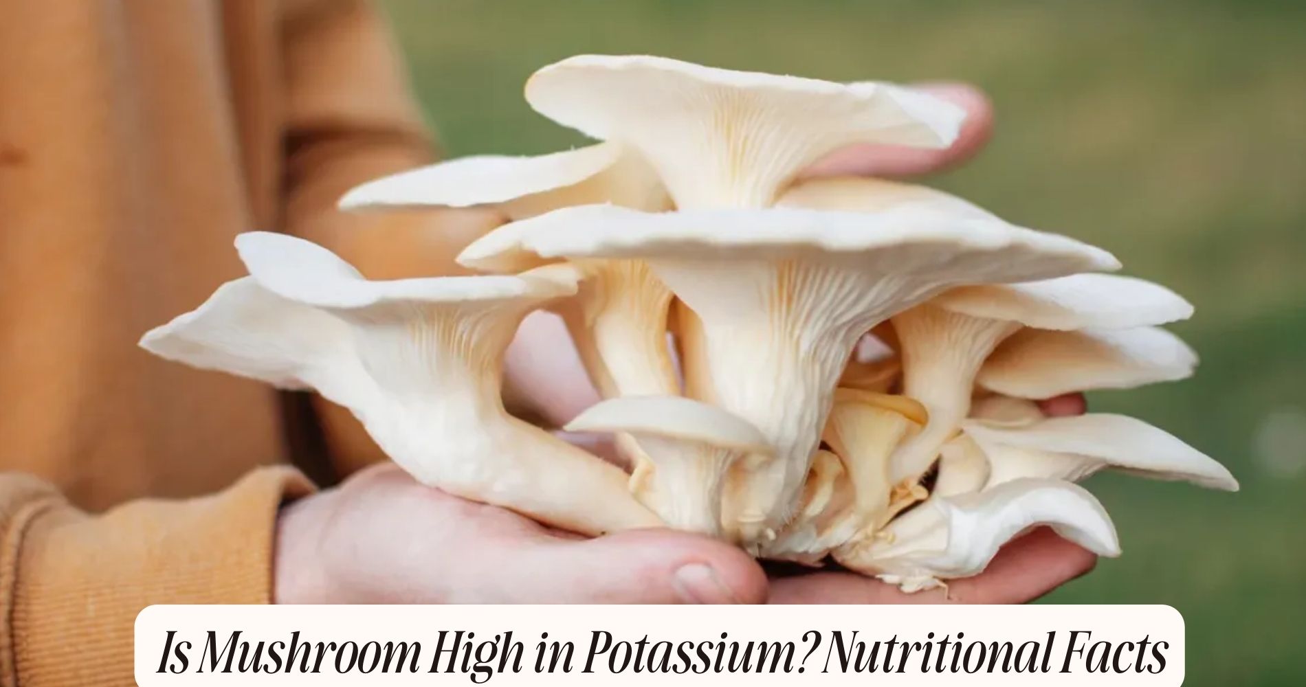 is mushroom high in potassium