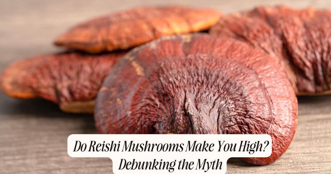 do reishi mushrooms make you high