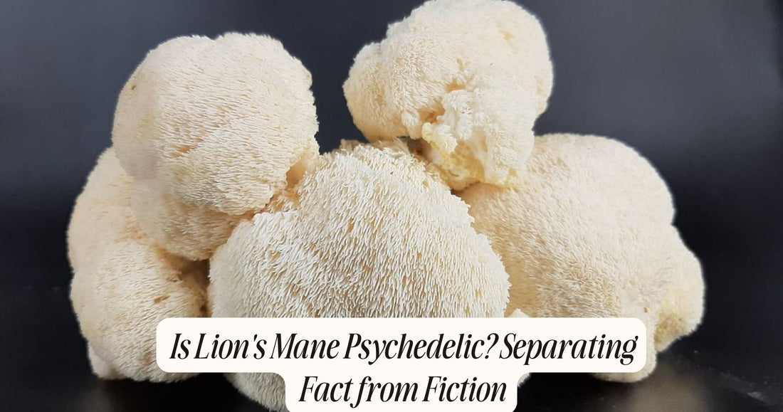 is lion's mane psychedelic