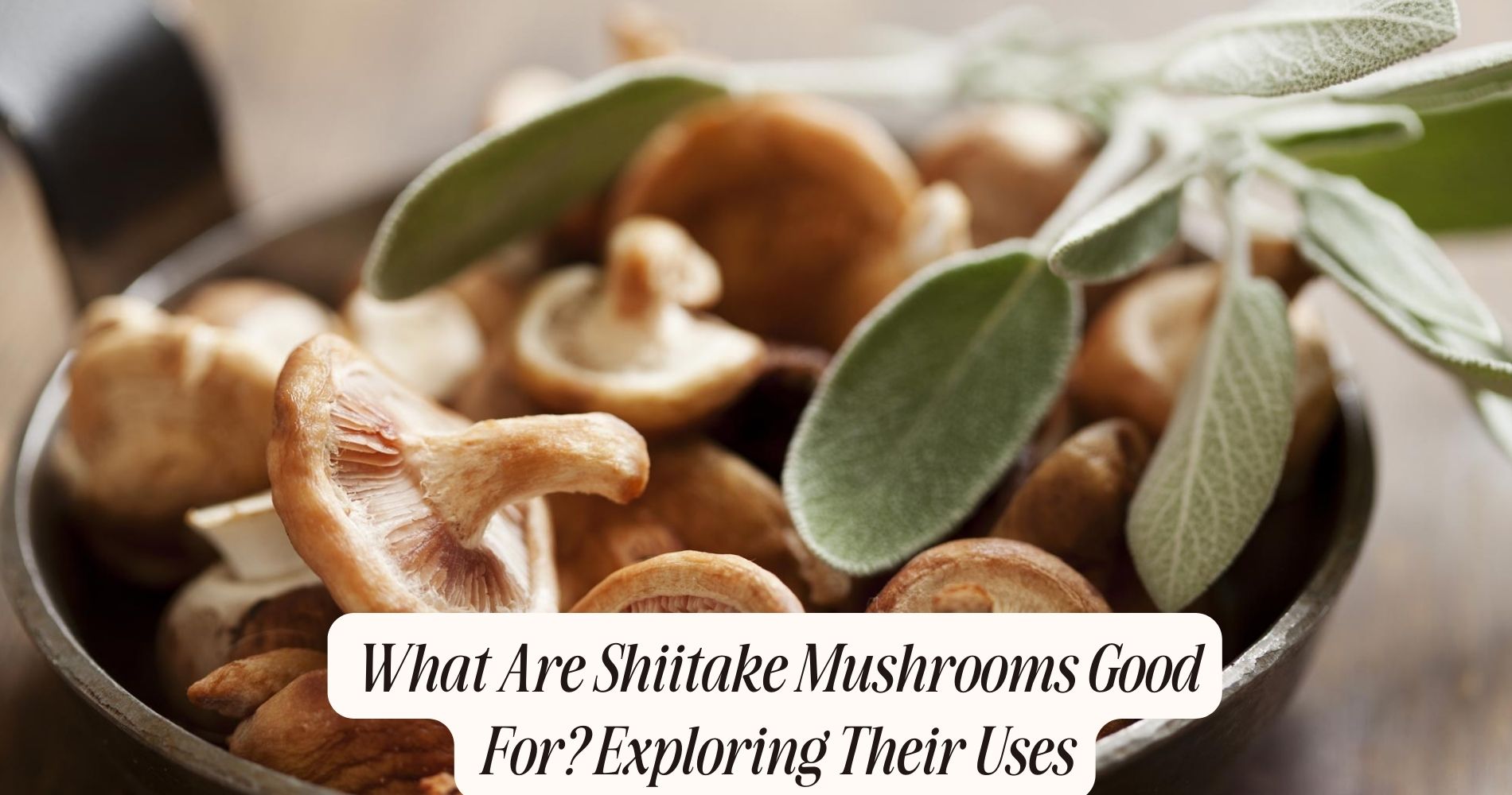 what are shiitake mushrooms good for