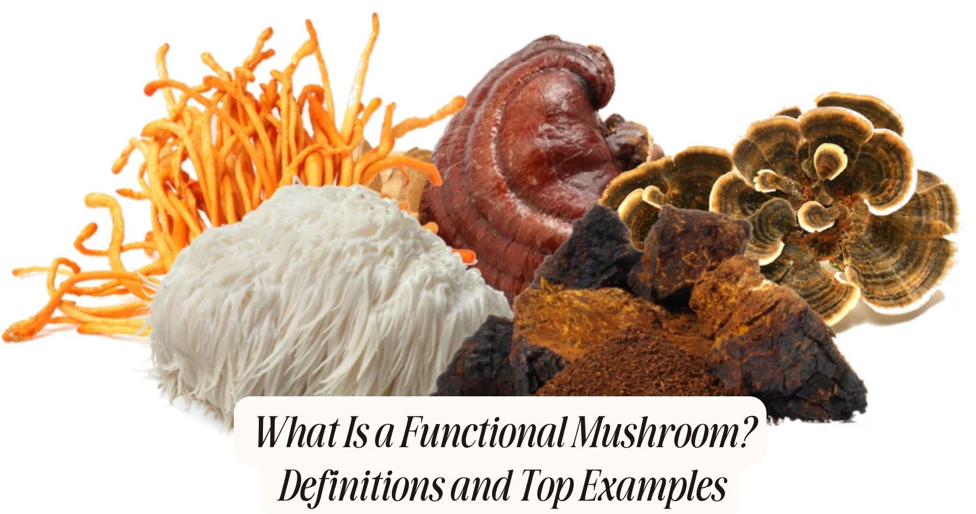 What Is a Functional Mushroom? Definitions and Top Examples
