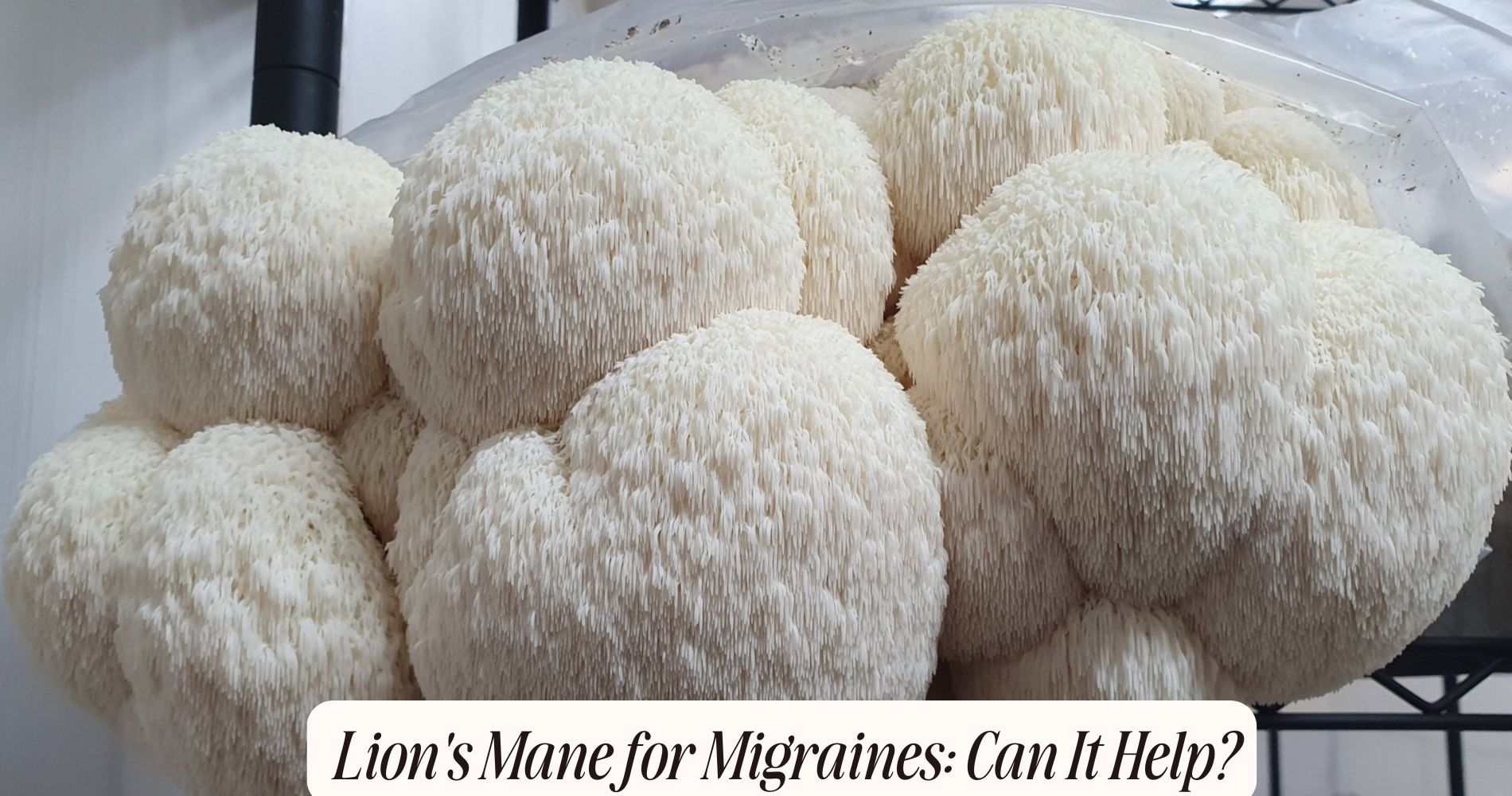 lion's mane for migraines
