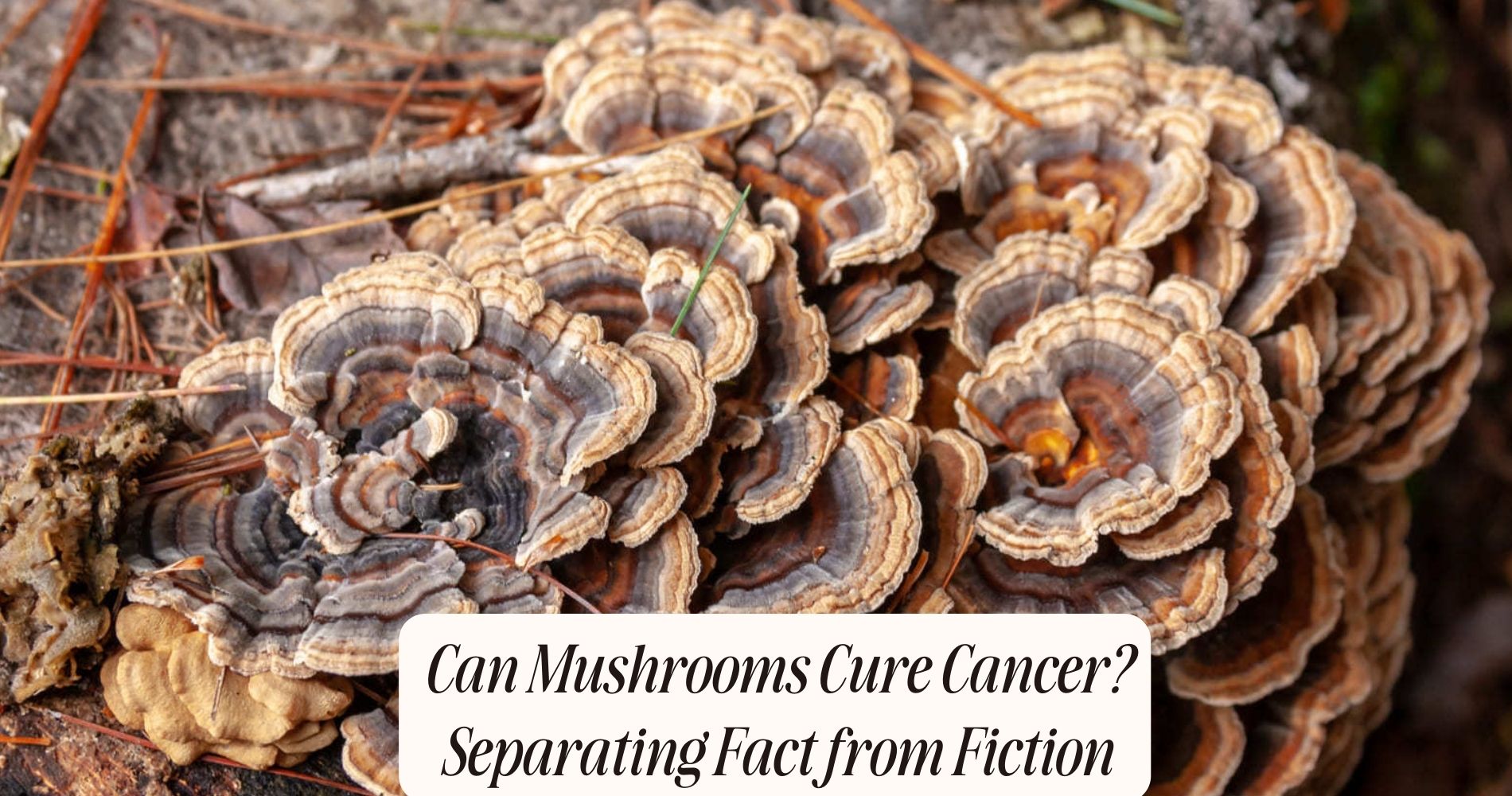 do mushrooms cure cancer