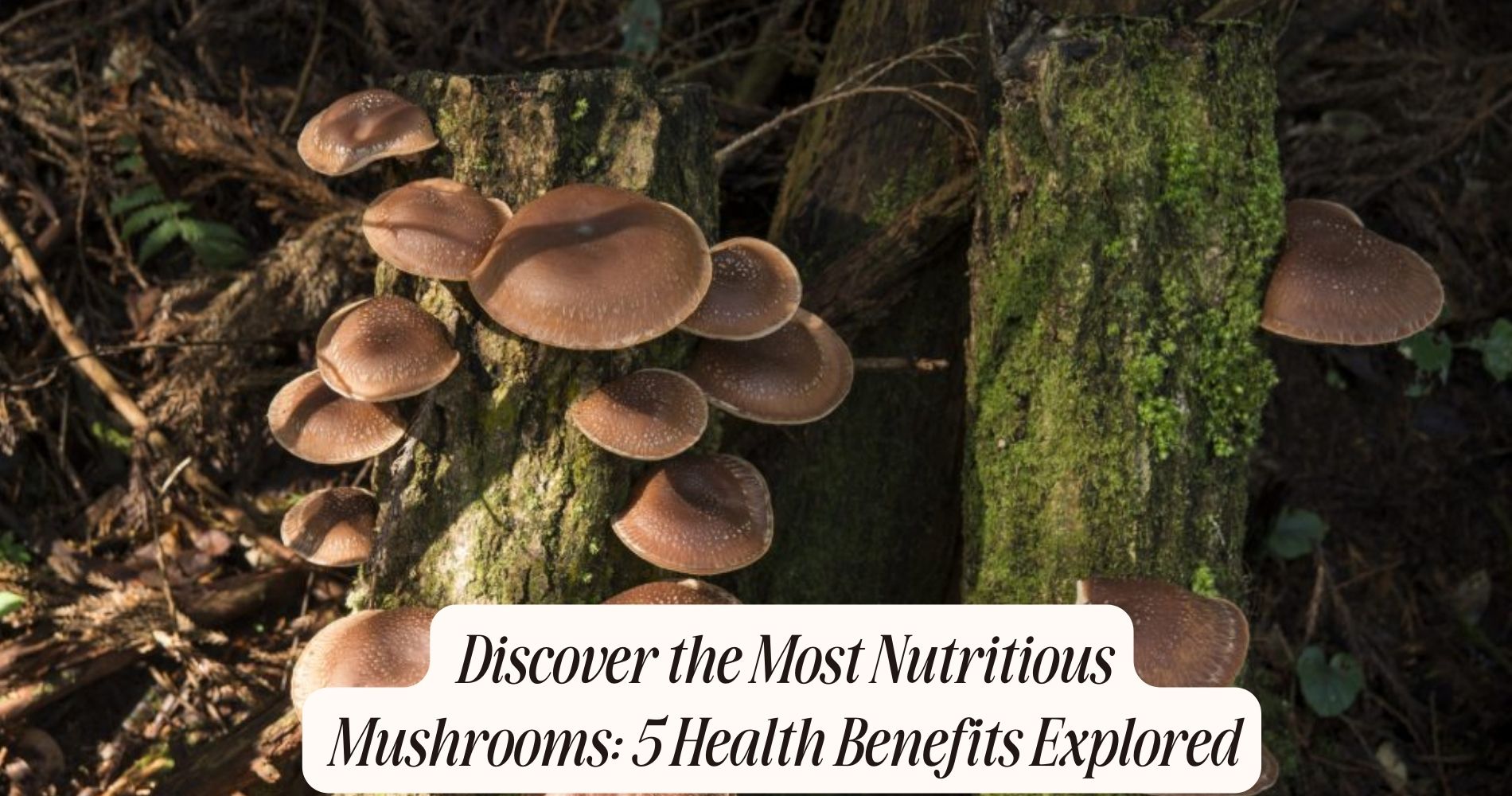 most nutritious mushroom